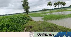 দখল-দূষণে মৃতপ্রায় আমখোলা খাল, জলাবদ্ধতায় বিপাকে কৃষক