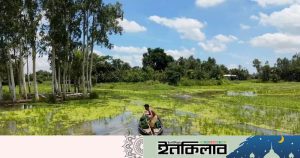 চলনবিলে নিষিদ্ধ চায়না দুয়ারী জালের অবাধ ব্যবহার,জীববৈচিত্র্য হুমকিতে
