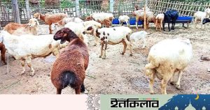 ঘরোয়া খাবারেই কুষ্টিয়ায় মরুভূমির দুম্বা, লাখ টাকার সাফল্যে তাক লাগালেন খামারি রাকিবুল